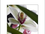 Orchidee002.jpg
