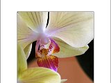 Orchidee003.jpg