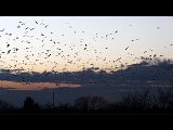 birds.jpg