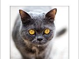 cat2.jpg