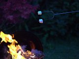 IMG_0196.CR2