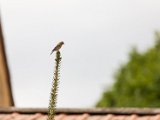 IMG_0128.jpg
