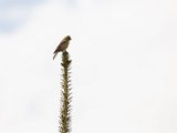 IMG_0135.jpg