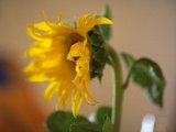 IMG_0247.CR2