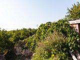 IMG_0382.jpg