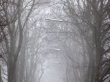 IMG_0960.jpg