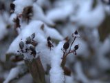 IMG_1111.CR2