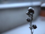 IMG_1120.CR2