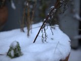 IMG_1137.CR2