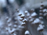 IMG_1147.CR2