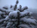IMG_1185.CR2