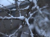 IMG_1195.CR2