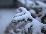 IMG_1219.CR2