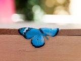 IMG_1656.jpg