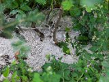IMG_2279.jpg