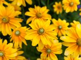 IMG_2292.jpg