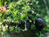 IMG_2323.jpg