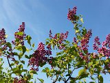 20160422_071511.jpg