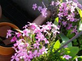 20160422_071556.jpg