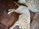 20170804_145741-2.JPG
