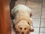 20170808_132634-2.JPG