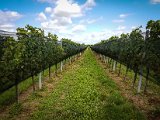 20170813_152920(1).JPG
