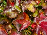 20171021_145038(0).JPG