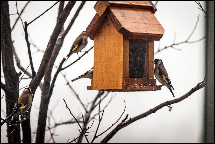 IMG_3698_birds_small
