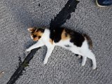 20170802_182959_Speedy.jpg