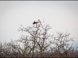 IMGL1263_jpg_Storch_Essling.jpg