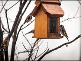 IMG_3698_birds_small.jpg