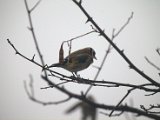 IMG_3729.CR2