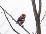 IMG_3934.jpg