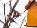 IMG_3939.jpg