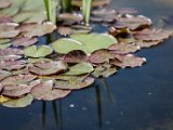 IMG_0480.jpg