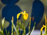 IMG_0484.jpg