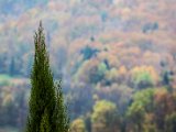 IMG_1610.jpg