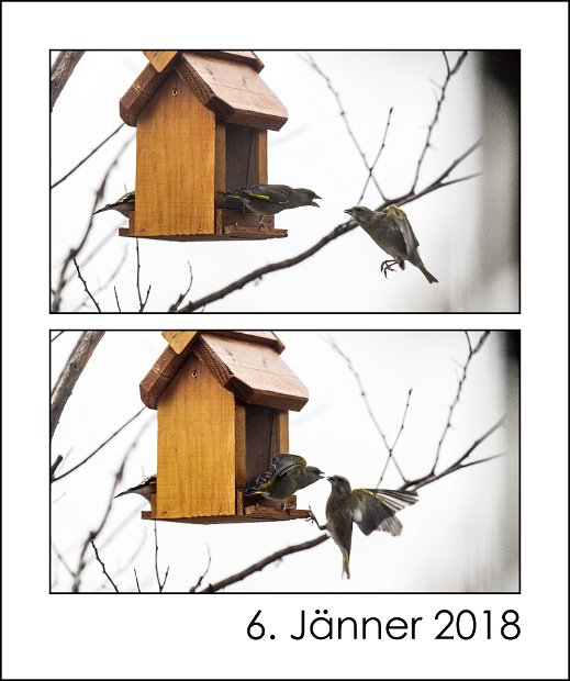 20180106_Birds