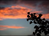 IMG_0956_jpg.jpg