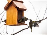 IMG_3629_jpg_small.jpg