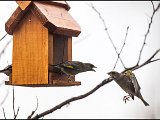 IMG_3630_jpg_small.jpg
