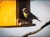 IMG_4228_small_Grünfink.jpg