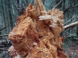 20190406_131747-2.JPG
