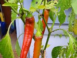 20200803_191305.jpg