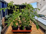 20210510_141136(0).jpg