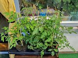 20210510_141143(0).jpg