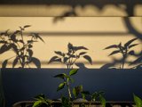 20220515_060938.jpg