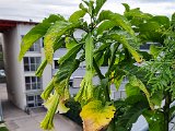 20220807_071424.jpg