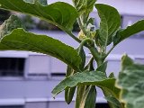 20220824_055506(0).jpg