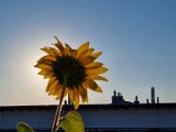 20220903_071302.jpg